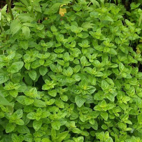 Origan – 100 Graines – Plante Aromatique Vivace Facile – Jardin