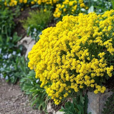 20000 Graines de Thym Serpolet Jaune – Semences Mellifères Rampantes Décoratives – Plante Couvre-Sol Pour Jardin, Terrasse Et Espaces Extérieurs (1/5)