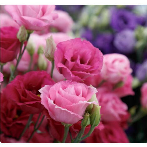 500 graines de lisianthus rouge Lucita - Plante décorative, floraison originale, idéal pour jardin, terrasse et pots (1/5)