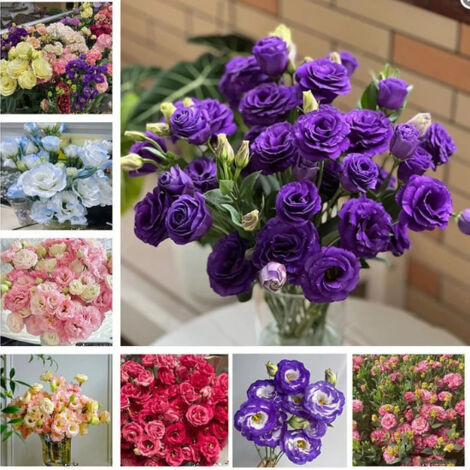 500 graines de lisianthus à fleurs variées - Couleurs mélangées, floraison longue durée, idéal pour massifs, balcon et compositions florales (1/5)