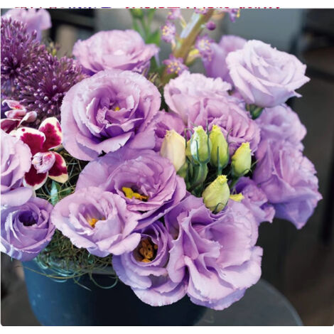 500 graines de lisianthus lilas clair - Plante décorative, floraison colorée, idéal pour jardin, terrasse et pots (1/5)