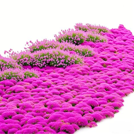Lot de 50 000 graines de thym rose - Variété parfumée, facile à cultiver, idéal pour jardins, terrasses et potagers, fleurs délicates (1/3)