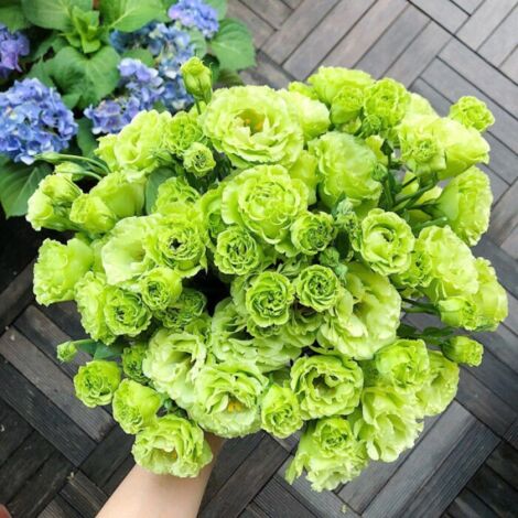 2500 graines de lisianthus couleur verte - Plante décorative, floraison originale, idéal pour jardin, terrasse et pots (1/5)