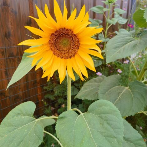 1000 Graines de Tournesol Géant Mammouth à Planter – Semences Heirloom Non OGM Haute Germination – Facile à Cultiver Jardin Extérieur (1/5)