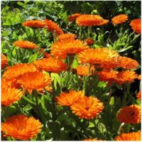 Graines de Souci 50 pcs – Fleur Mellifère – Jardin