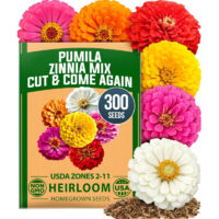 Graines de dahlias colorés – 300 graines – Semences pour extérieur – Floraison longue – Facile à cultiver
