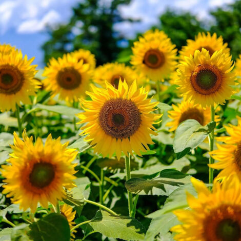 50 Graines de Tournesol Non-OGM – Fleurs Soleil pour Jardin, Balcon et Parterres