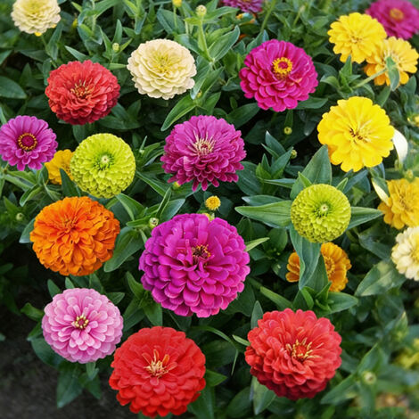 1000 Graines de Zinnia Mélange – Graines de Fleurs Colorées, Floraison Abondante, Balcon et Jardin (1/5)