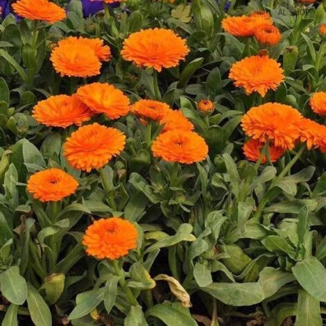 1000 Graines de Calendula – Pacific Beauty Mix, Floraison Abondante, Jardin, Terrasse et Conteneurs (1/5)