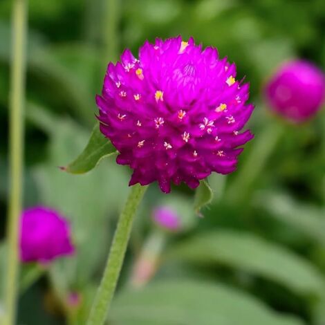 Amarante Globuleuse – Fleurs vivaces rustiques – 15-20 m² – Plante ornementale pour jardin (1/3)