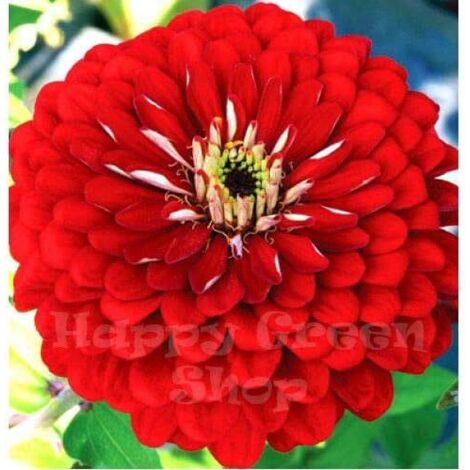 Zinnia Rouge – Grandes fleurs – 1000 graines – Pour massif jardin (1/4)
