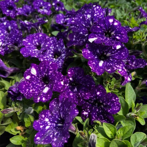 Pétunia Night Sky 3000 Graines – Fleurs Colorées et Lumineuses – Jardin, Massifs et Suspensions (1/5)