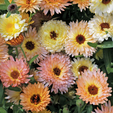 Graines Calendula Officinalis Pacific Beauty 1000 Graines – Non OGM – Floraison Longue Durée – Fleurs pour Jardin et Massifs (1/5)