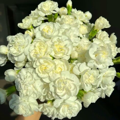 Graines de Jasmin 200, Floraison Abondante, Plantes Vivaces Non OGM, Jasminum, Pour Jardin et Balcon (1/5)
