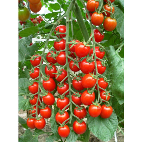 Graines Tomates Cerises Rouges 500 – Heirloom Non OGM – Indéterminées – Sucrées et Juteuses pour Salade (1/5)