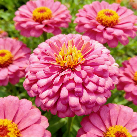 1000 Zinnia Seeds – Mélange Folle, Patrimoniales, Non Traitée, Couleurs Variées pour Plantations – Rose (1/5)