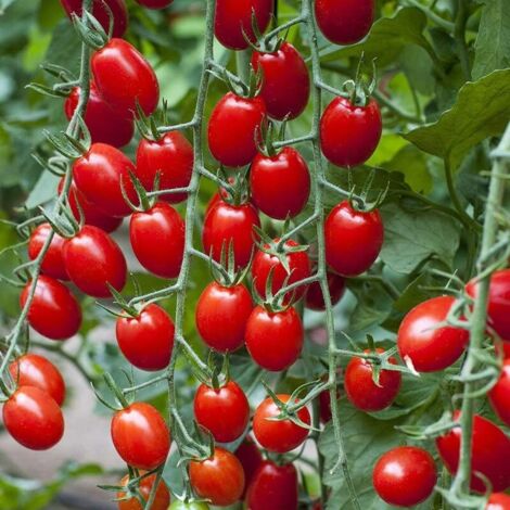 Tomate Cerise Rouge – Fruits sucrés – 200 graines – Jardin (1/4)