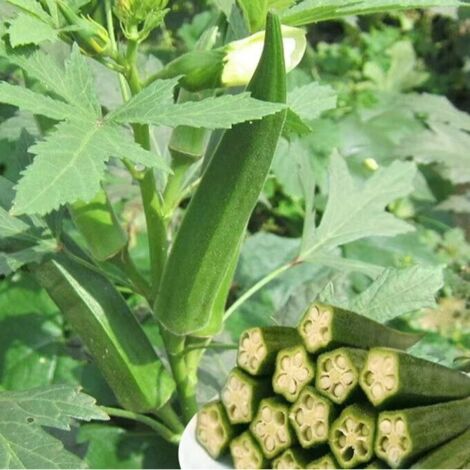 Gombo – Légume annuel – 35 graines – Récolte été