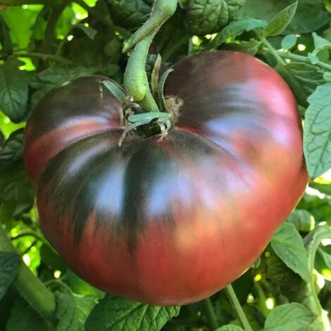 Tomate Beefsteak Noire – Gros fruits – 100 graines – Saveur intense