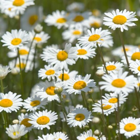 Camomille – Plante médicinale – 2000 graines – Jardin (1/5)