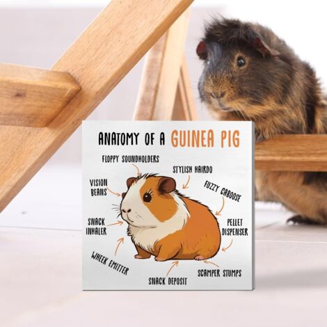 Décoration à cobayes : panneau en boîte en bois, décoration de bureau humoristique à cobaye pour la maison, cadeaux pour les amateurs et propriétaires de cobayes (tous âges et genres, maman/papa de co (1/5)