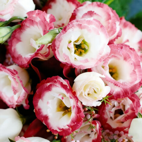 1000 Graines de Lisianthus Blanc Bord Rouge – Eustoma Grandiflorum Bicolore, Fleurs Doubles à Semer, Idéal Jardin, Pots et Balcon (1/5)