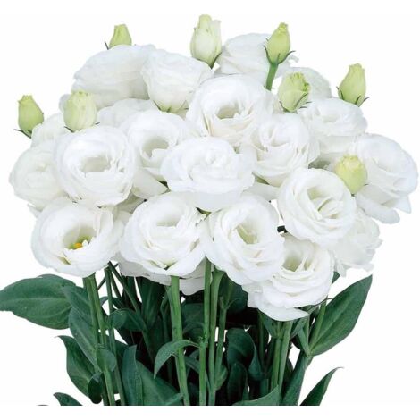 5000 Lisianthus Blanc Graines – Fleurs Décoratives Jardin Élégant
