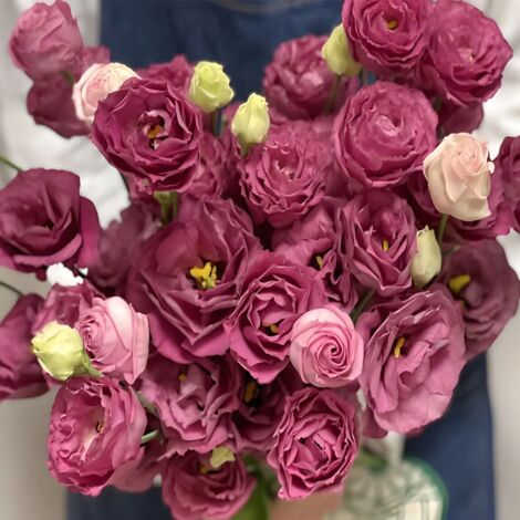 3000 Lisianthus Rouge Carmin Graines – Fleurs Décoratives Jardin Intenses