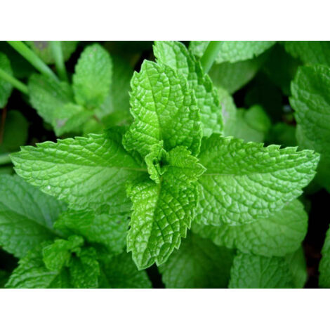 Graines de menthe 500 – Graines d'aromates – Période de semis : Mars à Juillet – Menthe comestible – Parfum intense et rafraîchissant – Pour balcon, terrasse ou jardin d’herbes aromatiques (1/5)
