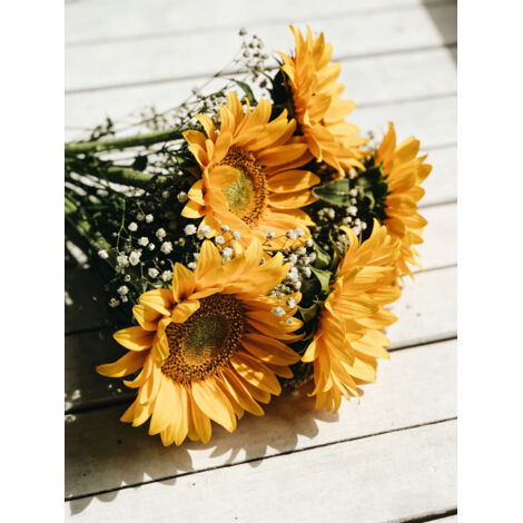 Duo graines – Tournesol jaune + Gypsophile blanche – 1500 + 1500 – Idéal pour jardin champêtre et balcon (1/5)
