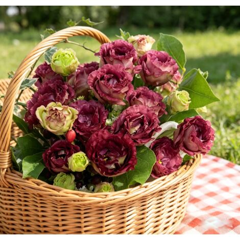 5000 graines de lisianthus thé - Semis simple, floraison longue durée, parfait pour jardin, balcon et pots décoratifs (1/4)