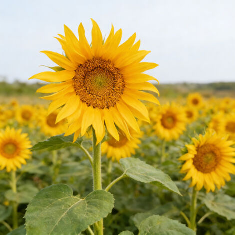 2000 Graines de Tournesol Géant Mammouth à Semer – Variété XXL Non OGM Facile à Cultiver – Idéal Jardin Extérieur (1/5)