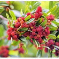 30 pièces Graines de Yumberry Premium – Jardin Extérieur et Potager, Fruits Exotiques Sucrés et Savoureux