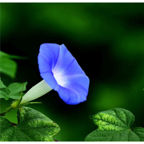 50 graines de liseron bleu clair – Plante grimpante type trompette, facile à cultiver, idéale pour jardin et balcon (1/5)