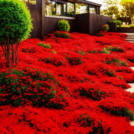Thym Aromatique – 10000 graines pour potager, balcon et cuisine, culture simple et rapide, Rouge (1/5)