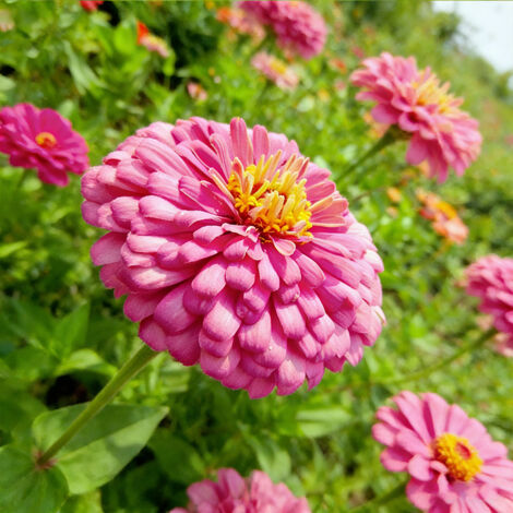 2000 Zinnia Seeds – Mélange Folle, Non Traitée, Fleurs Colorées et Spectaculaires – Rose (1/5)