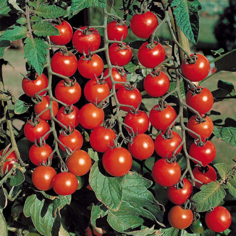 Tomates Cerises Rouges 200 Graines – Idéal Jardin et Balcon – Heirloom Non OGM – Variété Indéterminée (1/5)