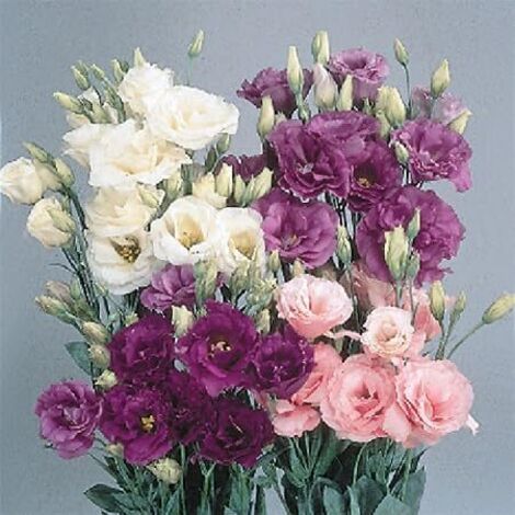 Graines Lisianthus – 1000pcs – Floraison Abondante Pas Cher (1/5)