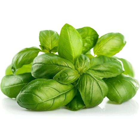 Graines Aromatiques – Piment Fort Basilic – 600 pcs (1/5)