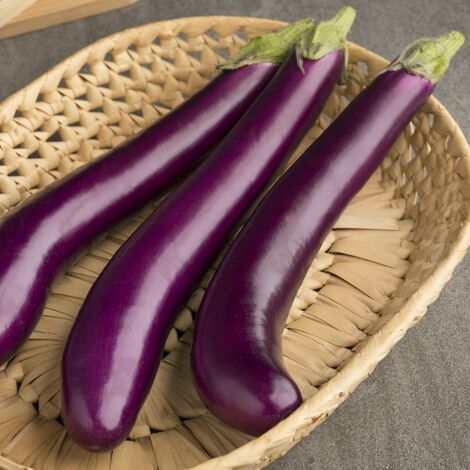 Semences Potagères – Aubergine Piment Carotte Concombre – 1100 pcs (1/5)