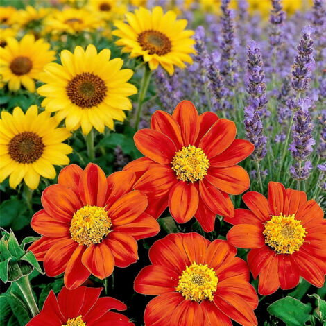 Lot Graines Jardin – 300 Tournesol Mexicain + 300 Tournesol + 1000 Lavande, Fleurs Ornementales et Parfumées, Non-OGM (1/5)