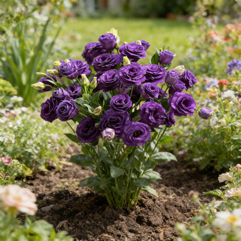 Lisianthus Violet – 1000 Graines d’Eustoma Grandiflorum, Variété Ornementale pour Jardin et Balcon (1/5)