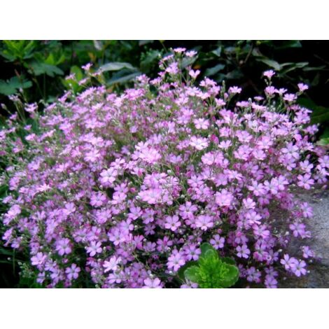 Lot de 1200 Graines de Gypsophile Rose – Fleurs Délicates Baby’s Breath Jardin Décoratif Plantation Facile et Floraison Nuageuse (1/4)