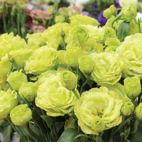 4000 Lisianthus Vert Graines – Fleurs Originales Jardin Décoration Naturelle