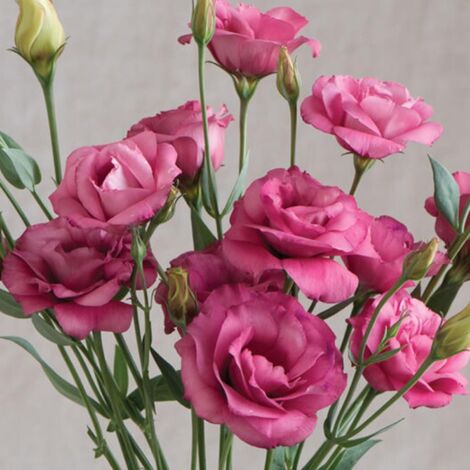 5000 Lisianthus Rouge Graines – Fleurs Décoratives Jardin Élégant