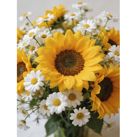Lot de Graines de Fleurs – 2000 graines de marguerites blanches et 500 graines de tournesol – Floraison Abondante – Convient pour le jardin, le balcon, les pots et les fleurs fraîches à couper DIY (1/5)