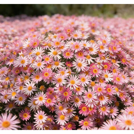 Graines de petites marguerites roses Mille Aiguilles 10000 – Floraison Abondante – Mélange Non-OGM – Convient pour le jardin, le balcon et les pots – Décoration de jardin extérieure – Prairie de fleur (1/4)