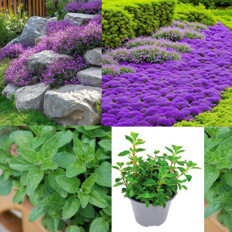Méditerranéen facile – Thym violet + Origan – 10000 + 1000 – Culture sans entretien