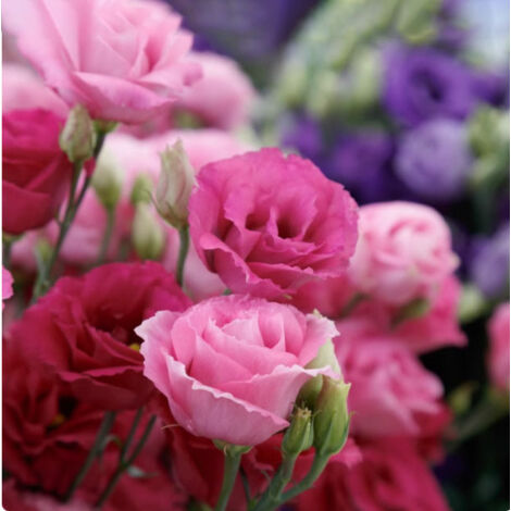 1000 graines – Lucita rouge vif – Lisianthus vivace – Résiste bien au soleil – Jardin, balcon (1/3)