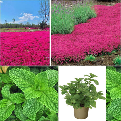Fraîcheur garantie – Thym rose + Menthe – 10000 + 1000 – Idéal pour infusions et mojitos